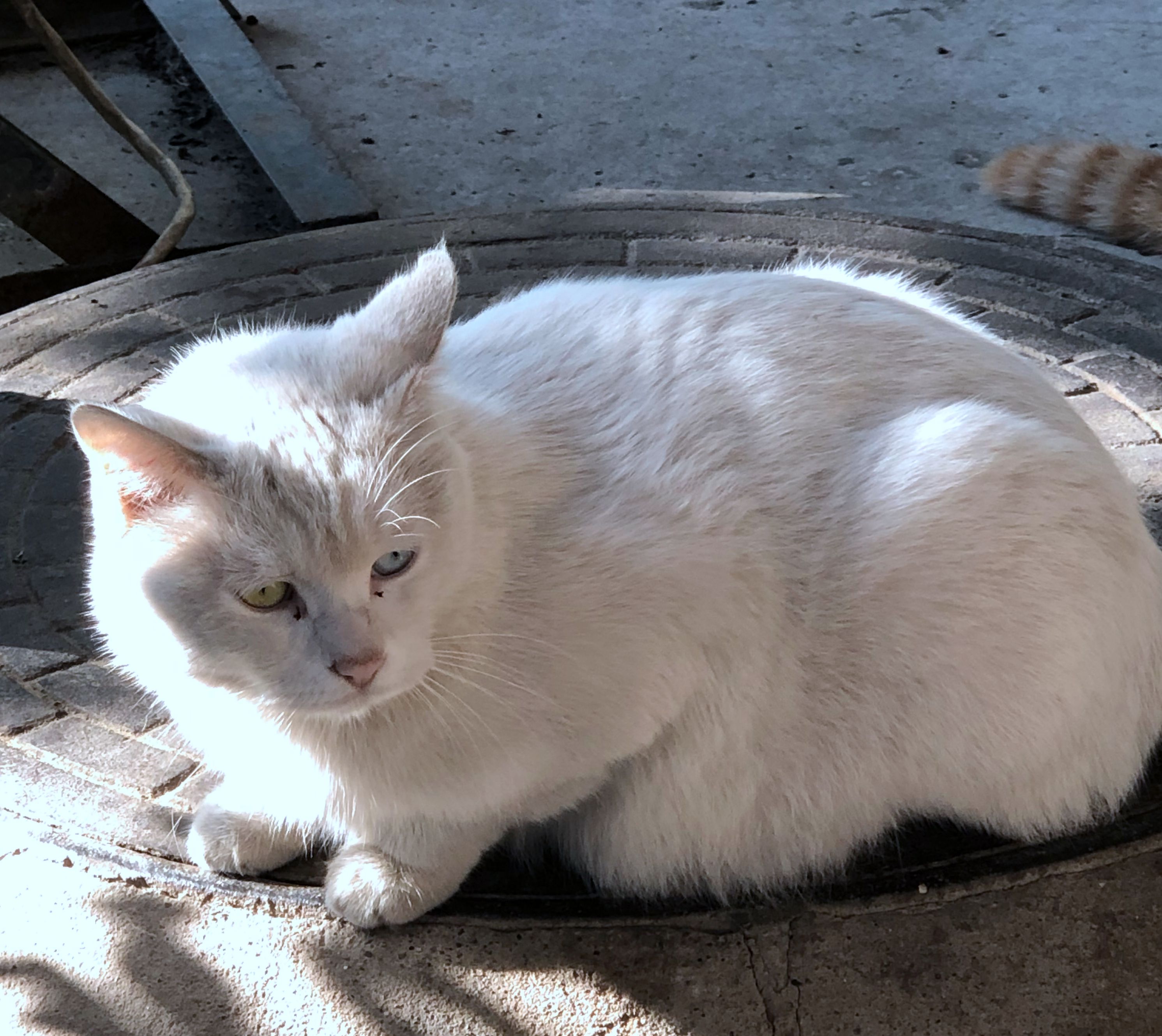 “猫台”