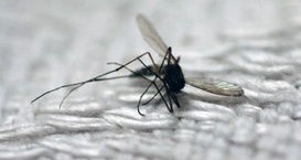 IEEE解除对华为员工限制；转基因真菌灭蚊效果拔群