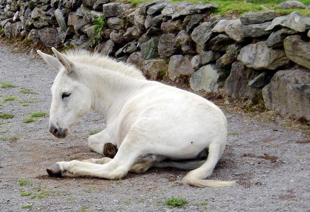 他家的一匹老马产下个骡驹,这个骡驹样貌奇怪,乃是四银蹄,白缠腰,长得