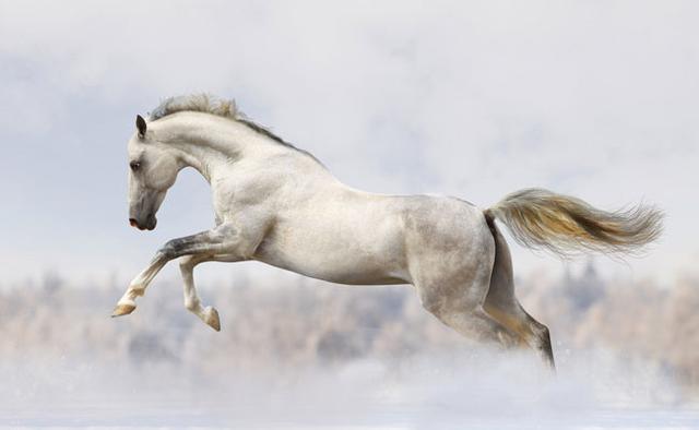 "高足"原本是良马