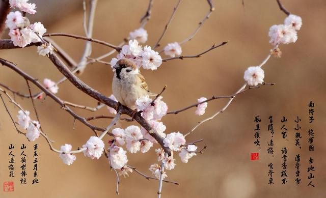 十二花令 正月梅花暗香来 儒佛道频道 腾讯网