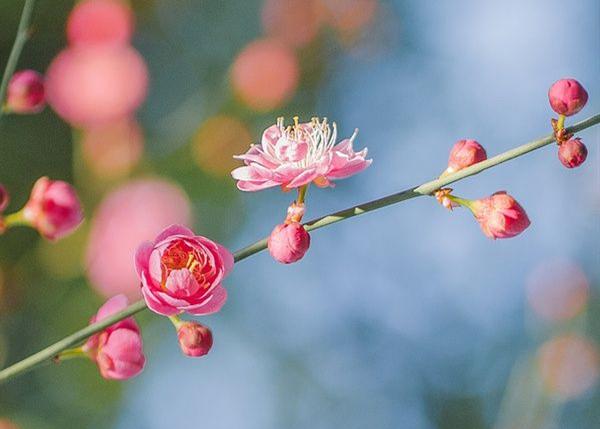 待到山花爛漫時,她在叢中笑(資料圖 圖源網絡)