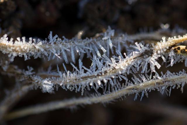 道医养生笔记丨柿叶翻红霜景秋:霜降时节说敛降