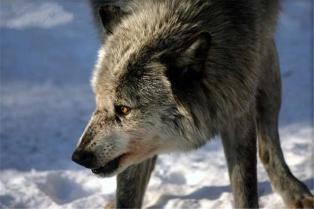 刘一明祖师传丨道是无缘却有缘之猴王显灵点吉凶