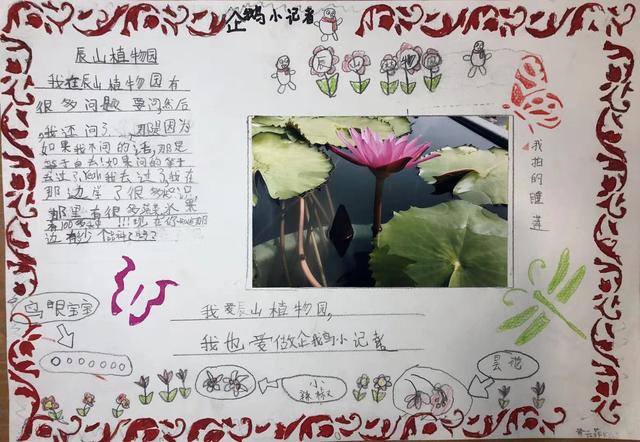 企鹅小记者黄云菲只有6岁,她制作了这份手绘简报,画中不仅有辰山植 