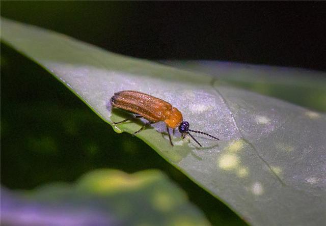 油虫图片 腾讯网