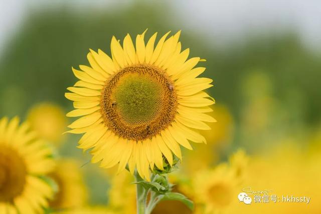 沪上最大的向日葵花海正盛开观赏期可至9月24日 大申网 腾讯网