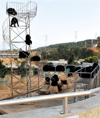 归真堂养熊基地今天开放