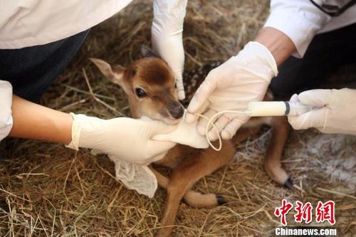 台湾赠送大陆的梅花鹿所生鹿宝宝开始吸母乳