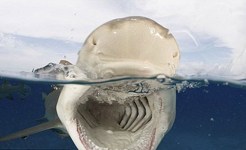 水下摄影师拍到柠檬鲨疯狂抢食瞬间(组图)