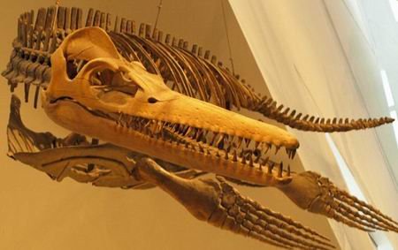 英国发现最大上龙骨骼化石 推测身体长达16米(found