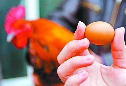 济南现公鸡下蛋 专家称或是"性逆转"现象