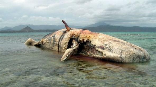 世界最恐怖的鲸鱼图片