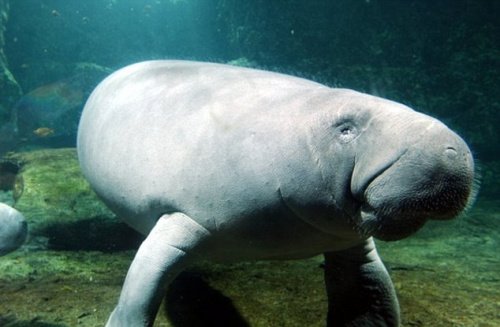 [动物世界]巨型海牛亮相美国 向小女孩"挥手"致意(图)