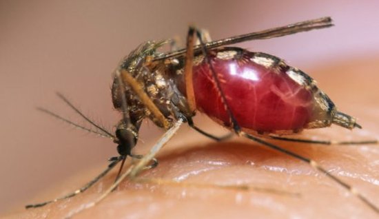 在显微镜头下,蚊子酷似一种恐怖的外星生物,巨大的腹部与细小的脑袋
