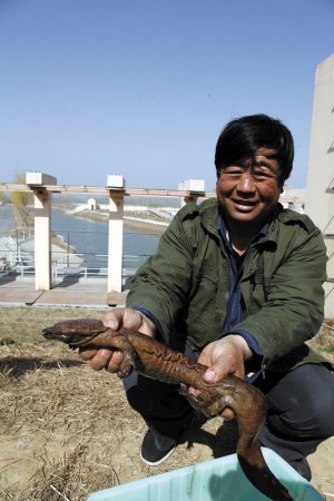 山東德州水庫發現野生娃娃魚應屬山東首例