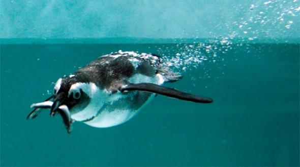 [生命奥秘]部分企鹅物种吃鱼时感觉不到滋味