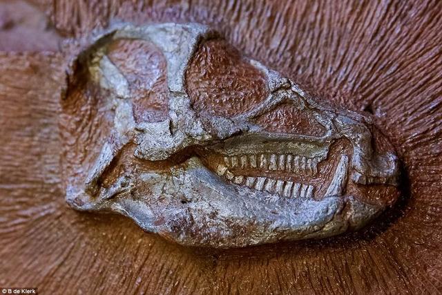 两亿年前畸齿龙竟然长着备用牙齿