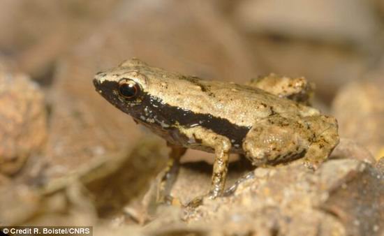非洲微型青蛙具有独特听觉其口腔当作扩音器