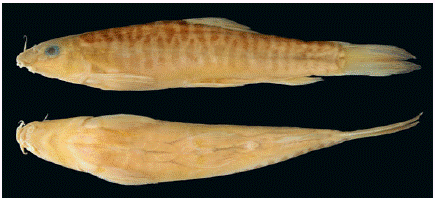 中科院公布缅甸鱼类新种 有独特斑纹特征(图)