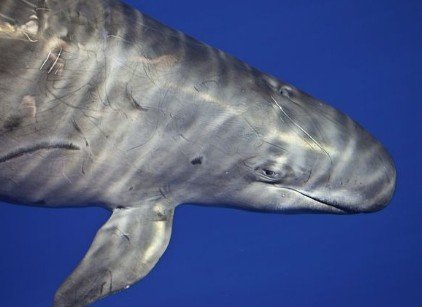 揭秘恐怖食肉鲸鱼发射"神秘声波"跟踪猎物