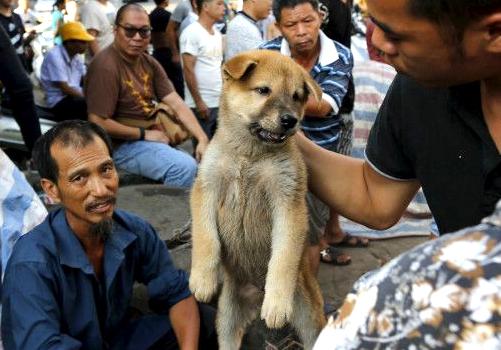 饿了么全线下架狗肉等餐品猫肉蛇肉等餐品将被排查