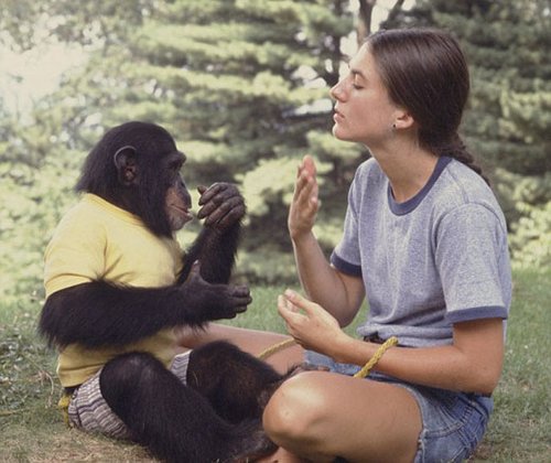 美国女科学家和大猩猩图片