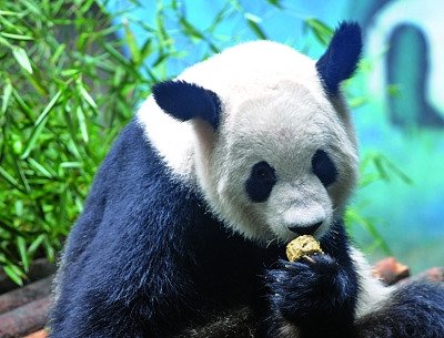 中秋節動物也吃月餅大熊貓慢條斯理咀嚼圖科技