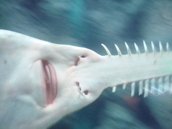 凶猛锯鳐头顶"大锯" 可将猎物切成两半(图)