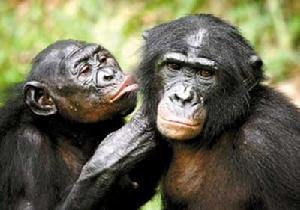 人类近亲倭黑猩猩濒临灭绝 性欲强生育难