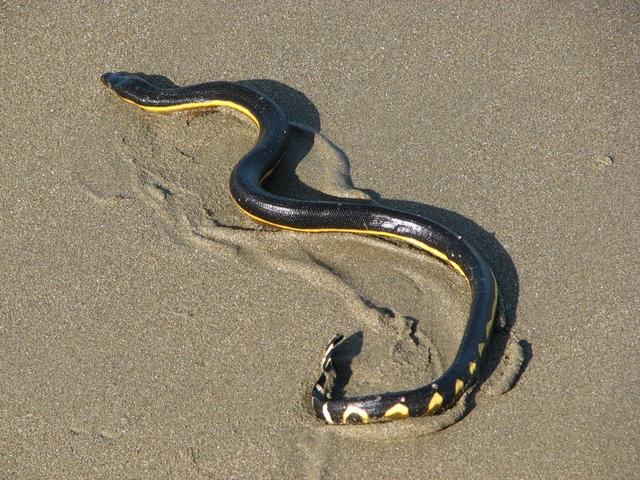 澳大利亚巨型海蛇图片