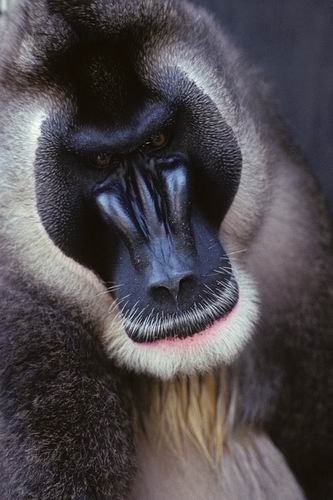 幹細胞動物園有望拯救地球瀕危滅絕物種_科技