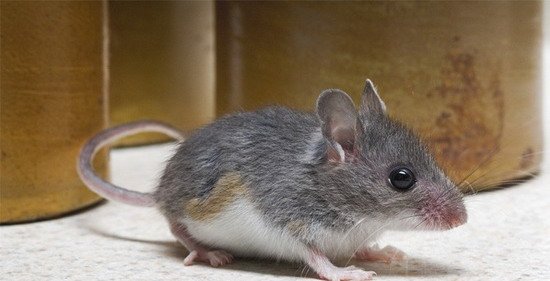 人类活动或导致城市动物进化中大脑体量变大