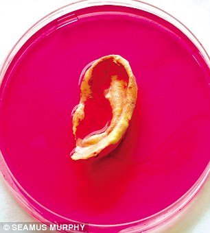 英实验室培育人造器官器官捐献或已成历史