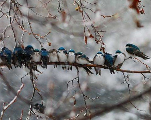 摄影师展现冬日温存24只燕子挤成一排取暖