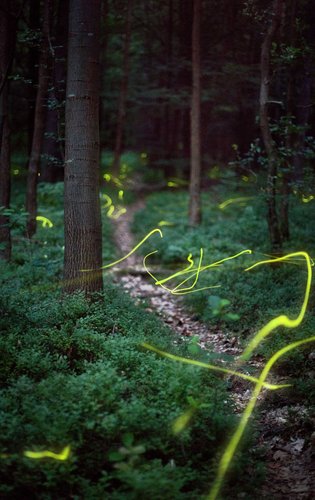 德摄影师最新拍到荧火虫打造的魔幻森林