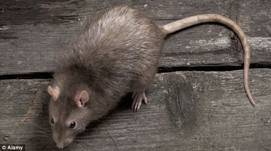 科学家12天培育老鼠肾器官能过滤血液产生尿