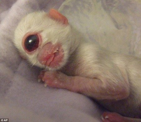 美加州现独眼小鲨鱼先天畸形寿命短图科技