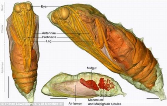 蛹的身体结构图片