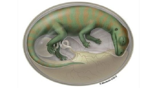 恐龙孵化成长过程图片图片