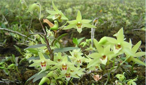 通过系列高标准的践行,汉古方圆铁皮石斛的有效成分高于野生标准,其