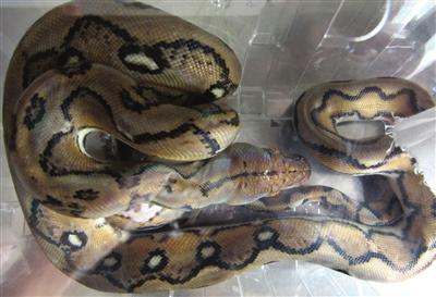 查获濒危 网纹蟒蛇幼体