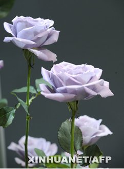 色彩斑斓的转基因牵牛花