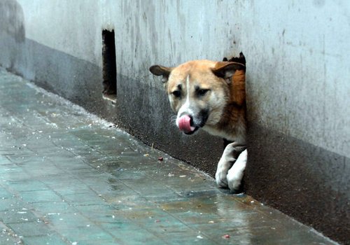 2010年3月4日,武汉市武昌区学院路,因为担心被打,小狗躲进墙洞,三年