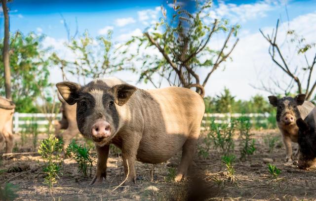 麦草人有机农业公园，推荐你也带娃去！距离近、有的玩，帐篷采摘还有萌宠互动！