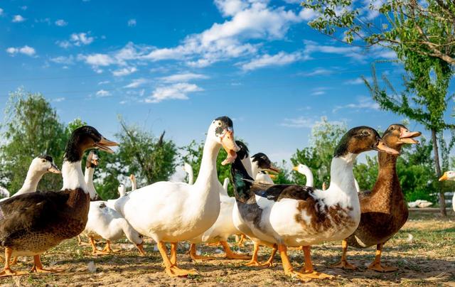 麦草人有机农业公园，推荐你也带娃去！距离近、有的玩，帐篷采摘还有萌宠互动！