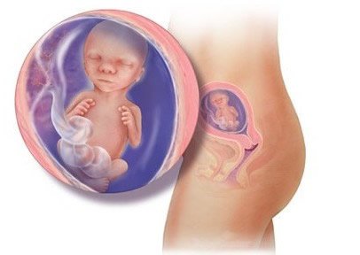 孕15周胎儿的位置图图片