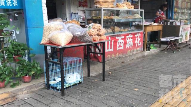 西安宠物店