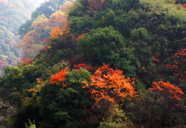 少華山國家森林公園總面積6300公頃,由紅崖湖,石門峽,密林谷,潛龍寺