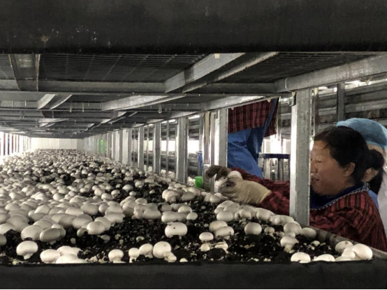 陕西奕农实业有限公司:农业产业链上的深耕者